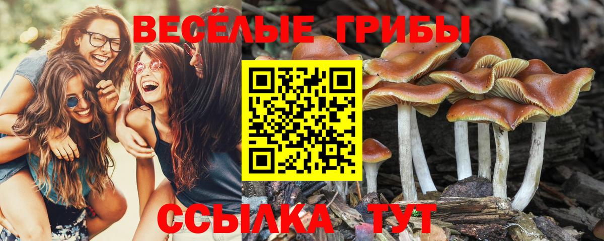 Псилоцибиновые грибы Cubensis  Псилоцибиновые грибы мицелий  Клин  Вход с VPN 